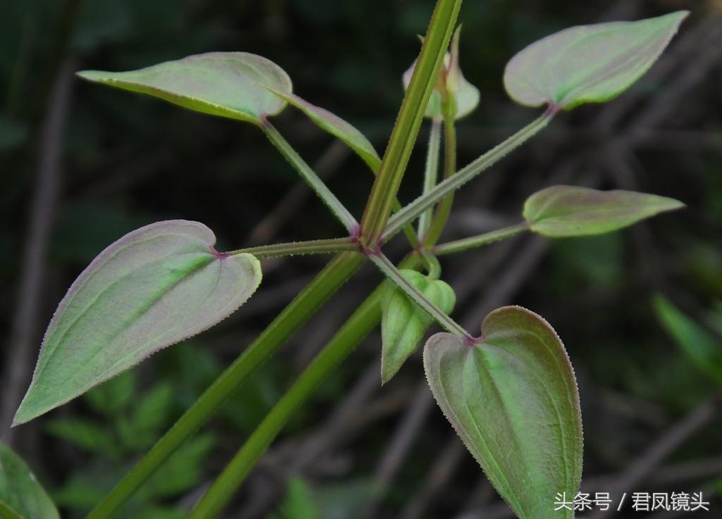 红茜草简单介绍(红茜草是什么样的)