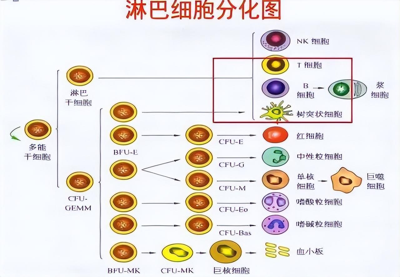 淋巴细胞比率偏高是什么意思(淋巴细胞比率偏高是什么意思怎么治)