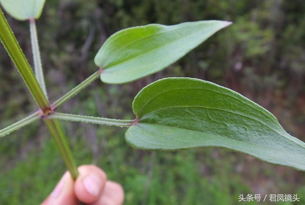 红茜草简单介绍(红茜草是什么样的)