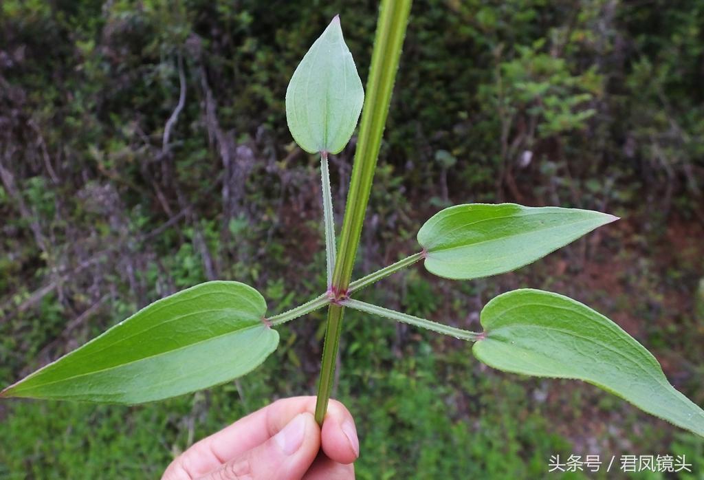 红茜草简单介绍(红茜草是什么样的)