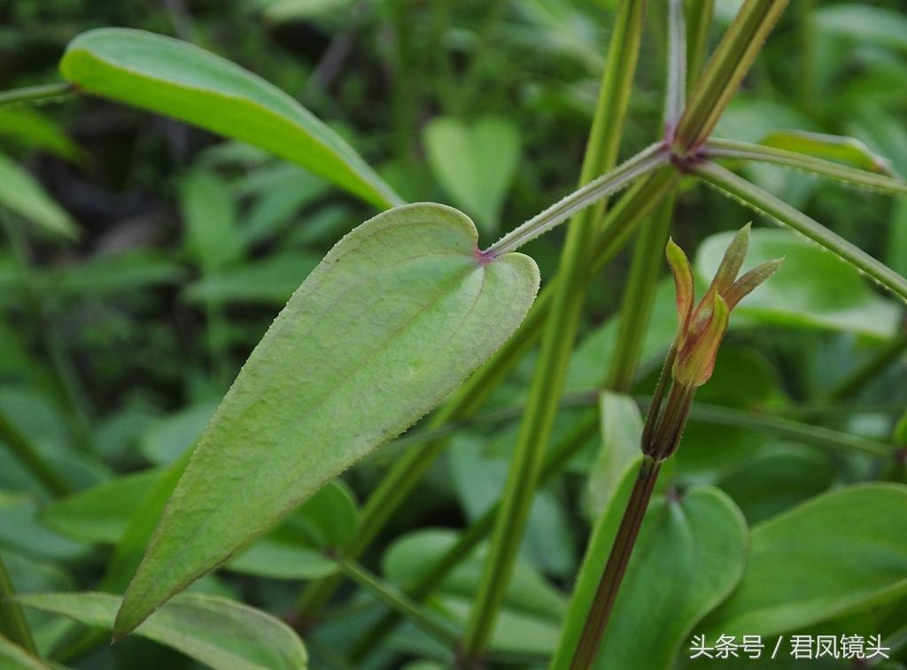 红茜草简单介绍(红茜草是什么样的)