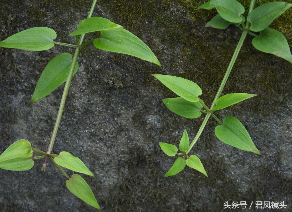 红茜草简单介绍(红茜草是什么样的)