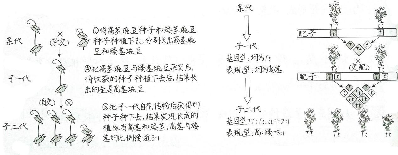 隐性基因和显性基因的区别（隐性基因和显性基因的区别和联系）