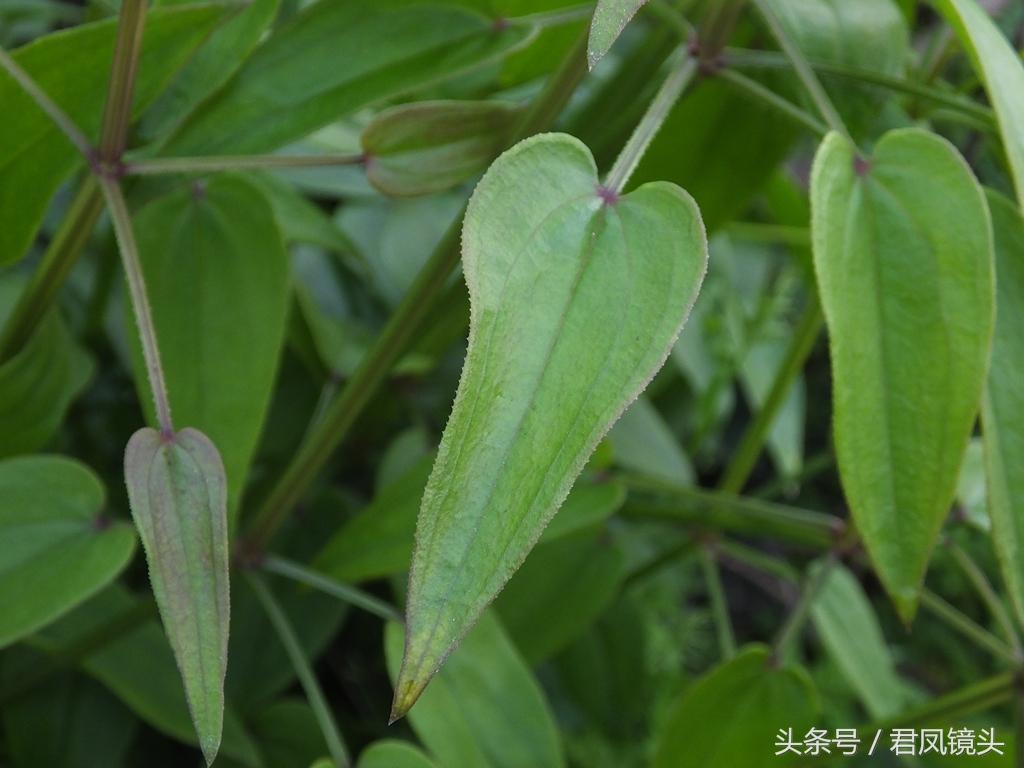 红茜草简单介绍(红茜草是什么样的)