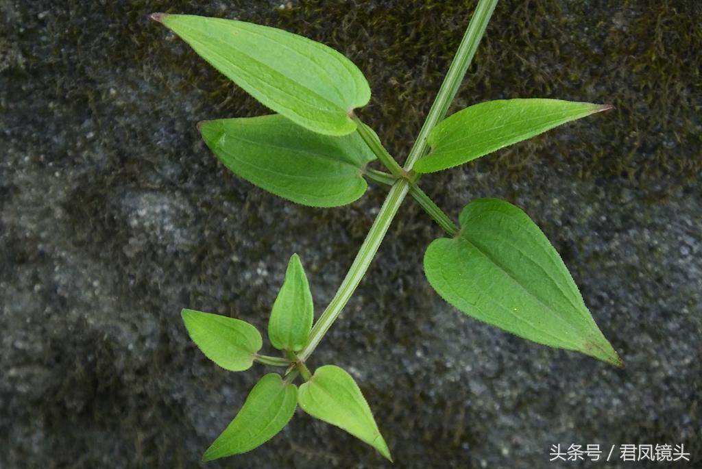 红茜草简单介绍(红茜草是什么样的)