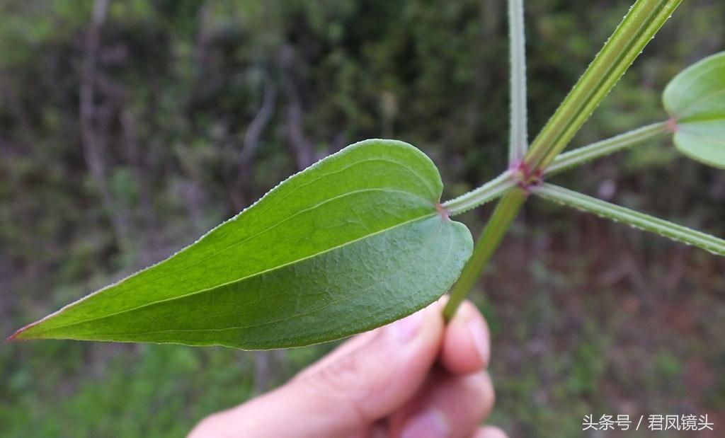 红茜草简单介绍(红茜草是什么样的)