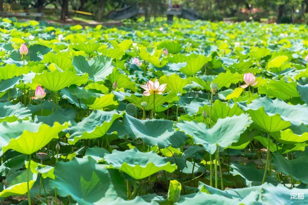 深圳哪里好玩（深圳必须去的50个地方）