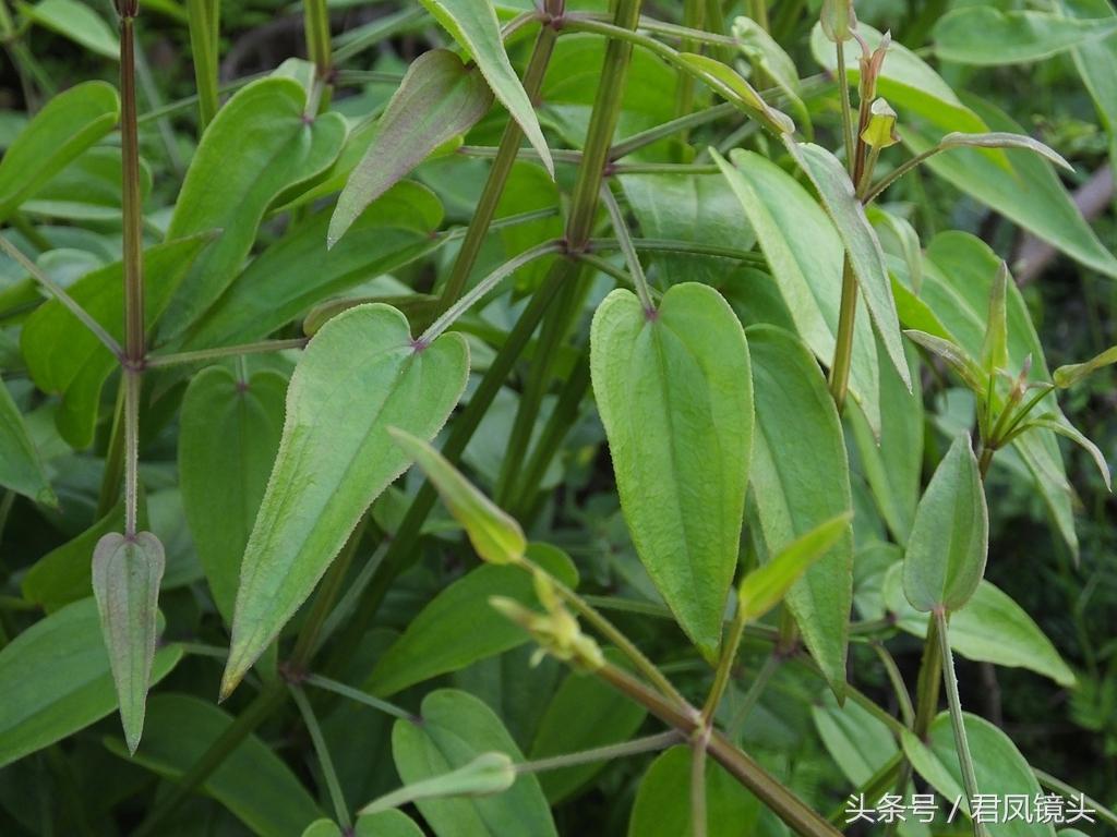 红茜草简单介绍(红茜草是什么样的)