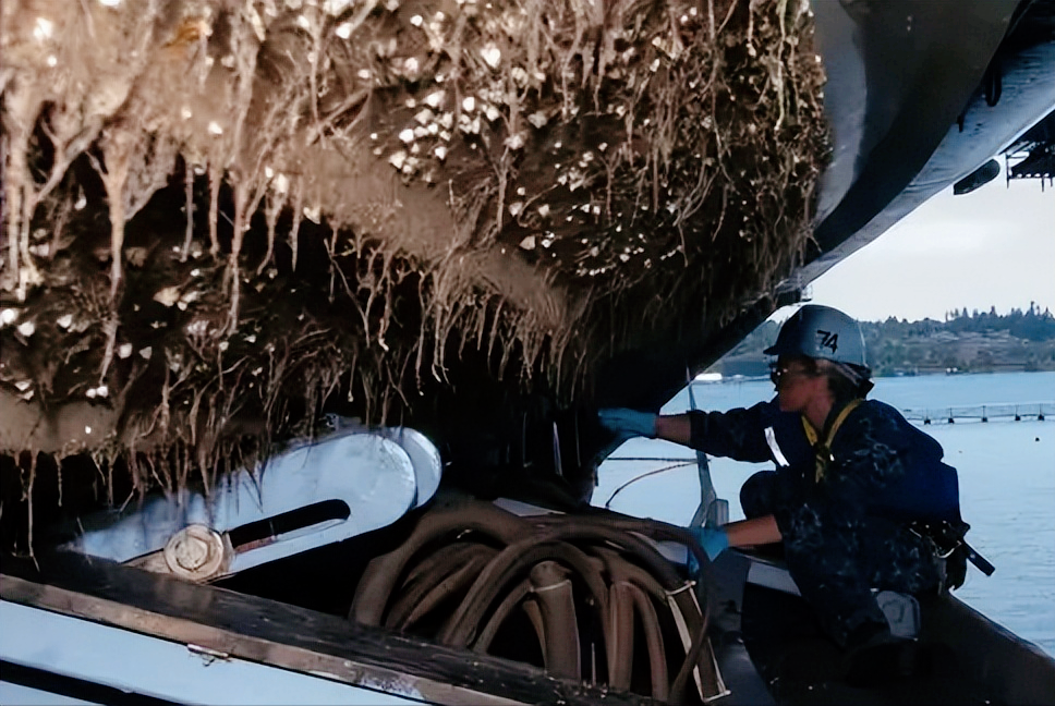 轮船船底每次刮下几十吨海鲜，都卖给了海鲜市场，这种海鲜能吃吗