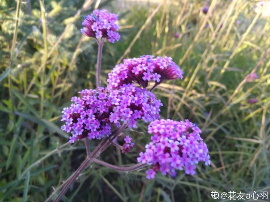 一春一秋不开花的生肖介绍(一春一秋不开花是什么生肖)