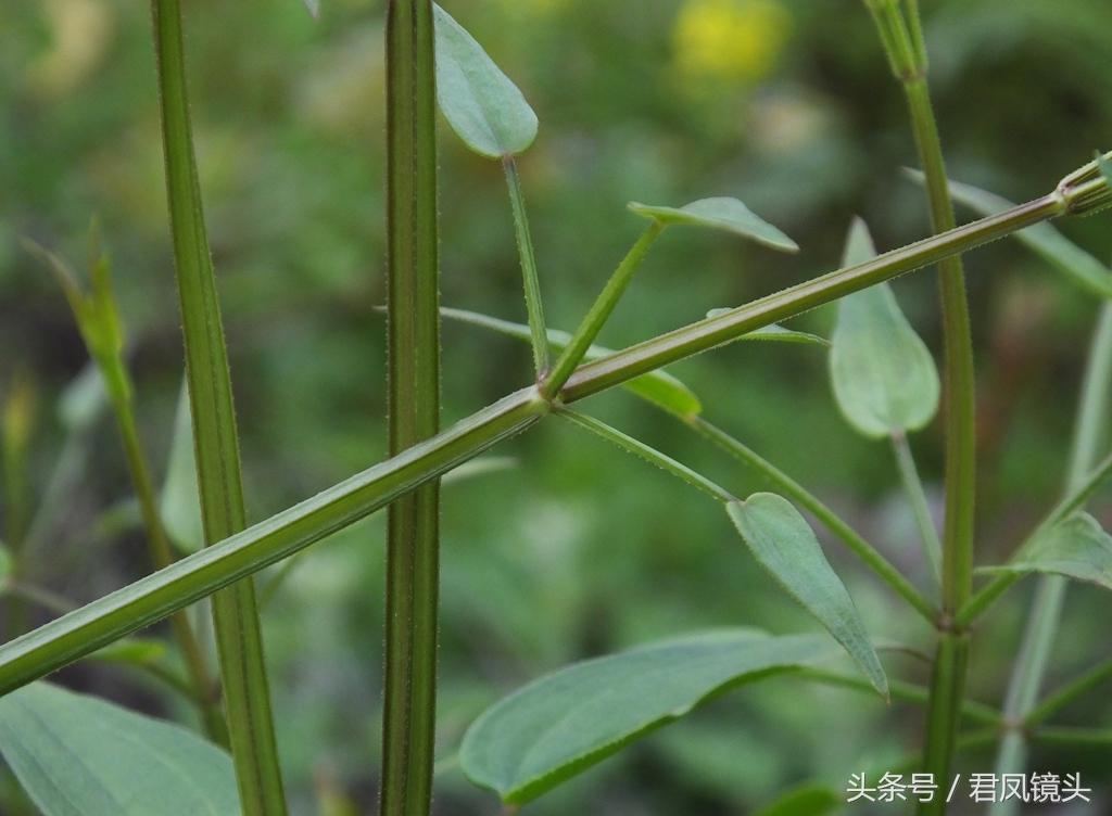 红茜草简单介绍(红茜草是什么样的)