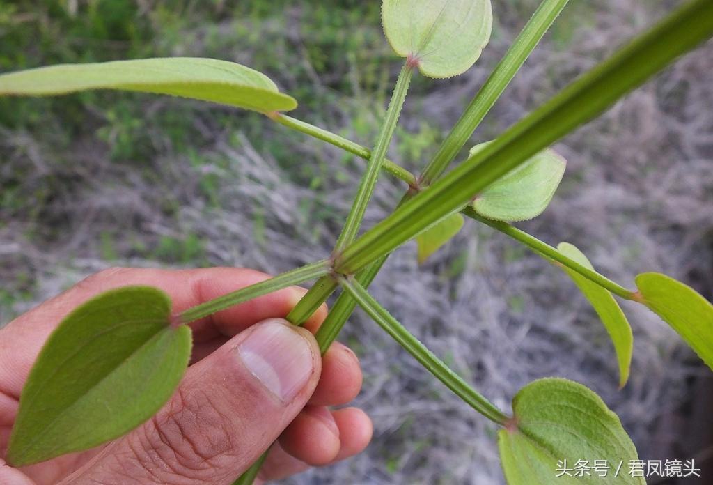 红茜草简单介绍(红茜草是什么样的)