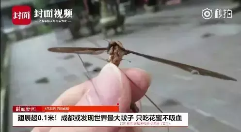 怎么有效的防蚊(怎么防蚊)