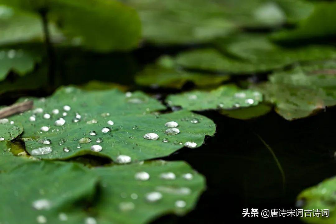 描写夏日荷花初开的优美句子(夏日荷花初开的优美句子)