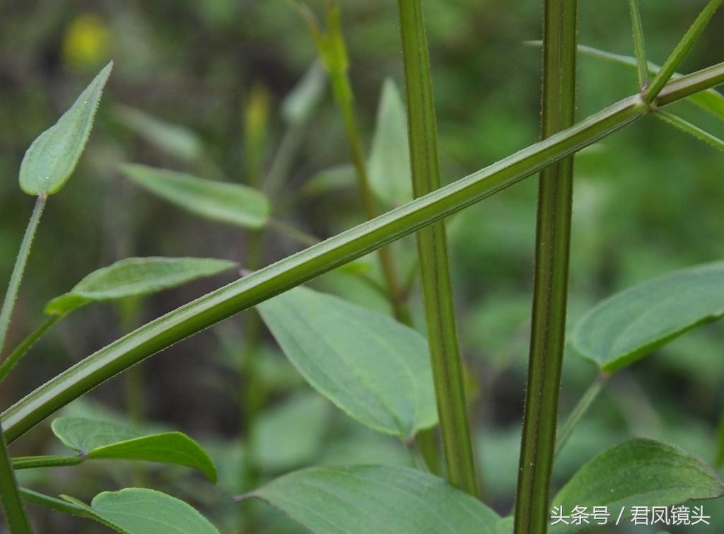 红茜草简单介绍(红茜草是什么样的)