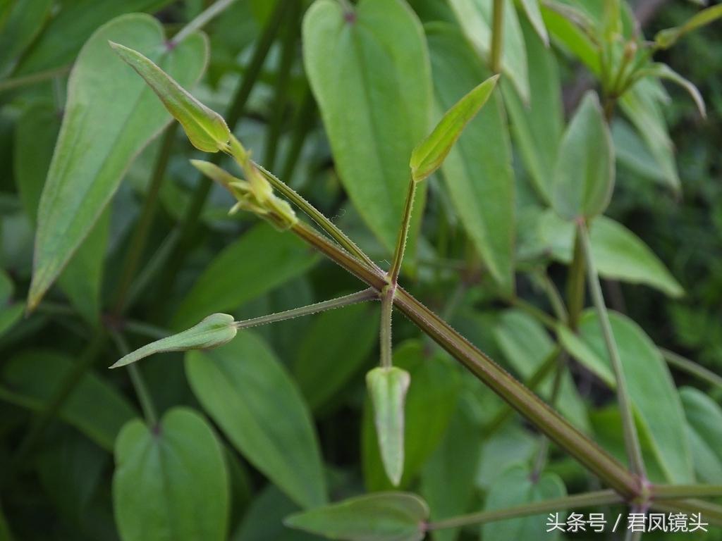 红茜草简单介绍(红茜草是什么样的)