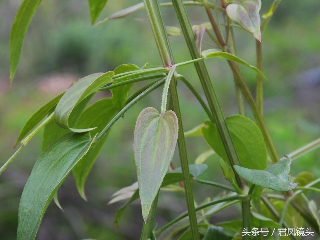 红茜草简单介绍(红茜草是什么样的)