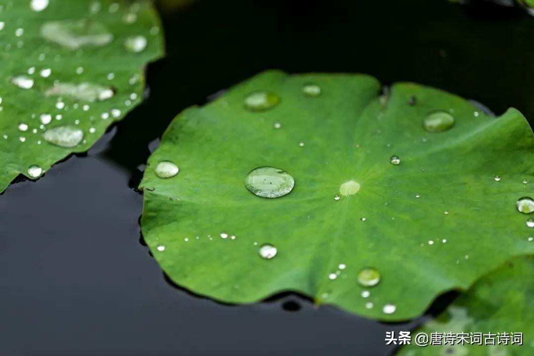 描写夏日荷花初开的优美句子(夏日荷花初开的优美句子)