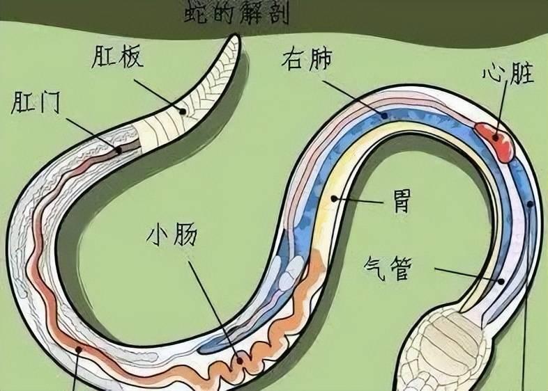 蛇为什么会钻进马桶(蛇为什么会从马桶里钻出来)