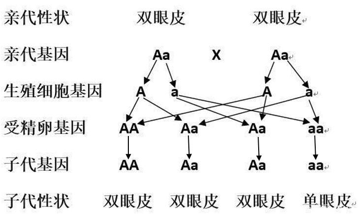 隐性基因和显性基因的区别（隐性基因和显性基因的区别和联系）