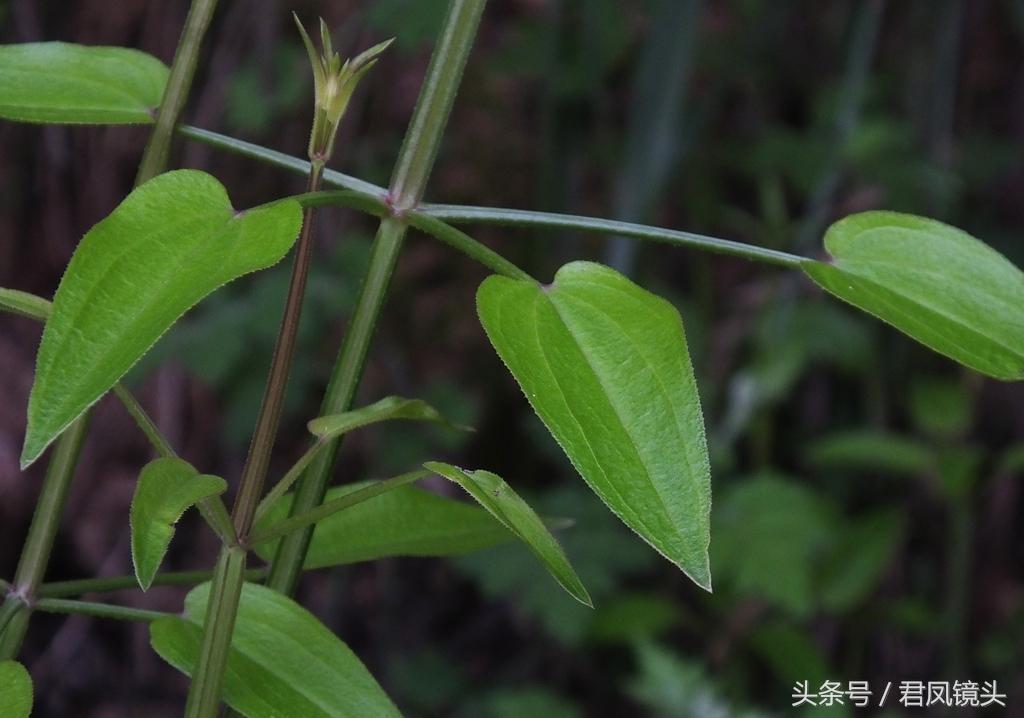 红茜草简单介绍(红茜草是什么样的)