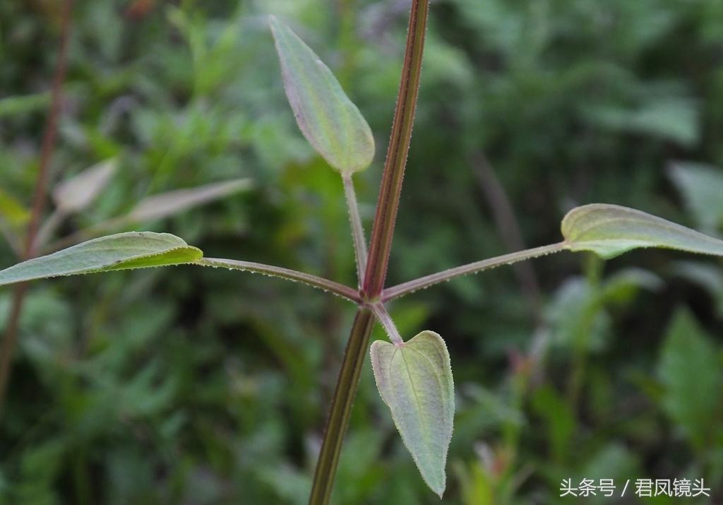 红茜草简单介绍(红茜草是什么样的)