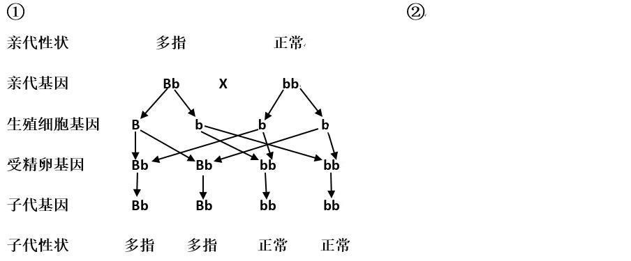 隐性基因和显性基因的区别（隐性基因和显性基因的区别和联系）