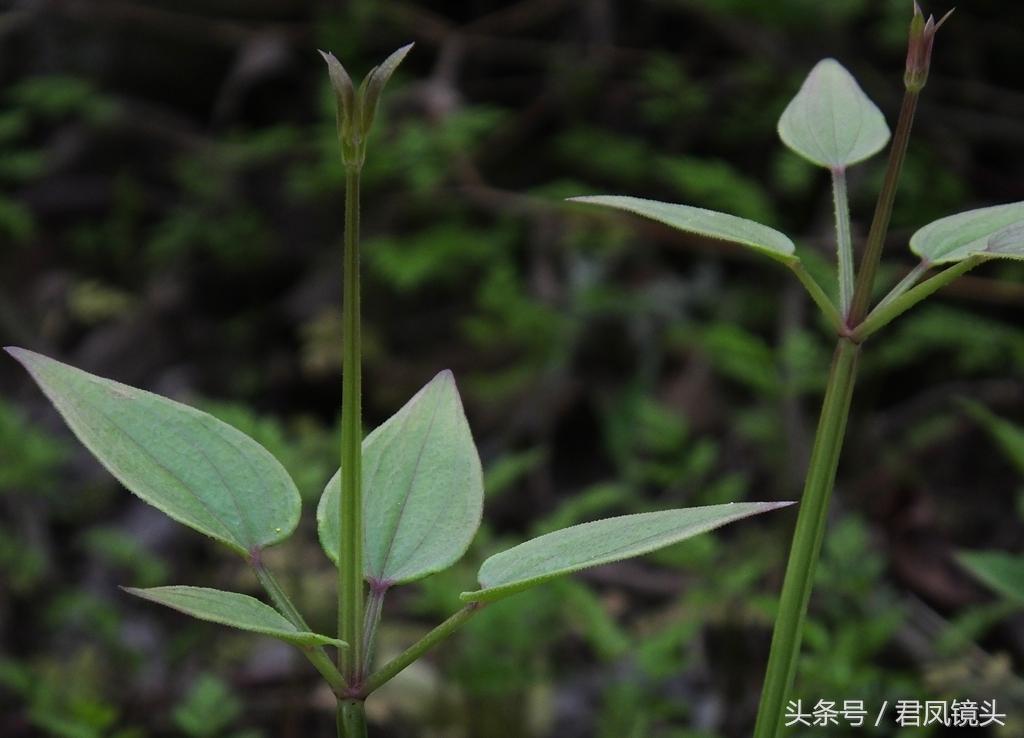 红茜草简单介绍(红茜草是什么样的)