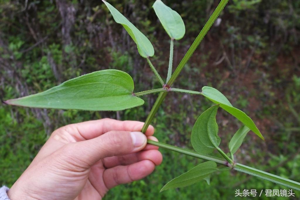 红茜草简单介绍(红茜草是什么样的)