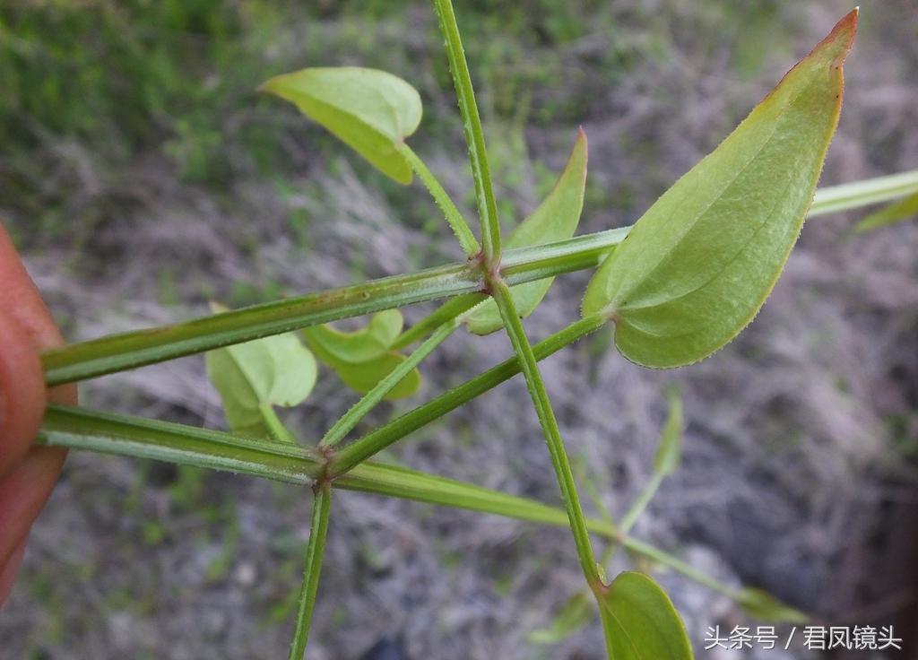 红茜草简单介绍(红茜草是什么样的)