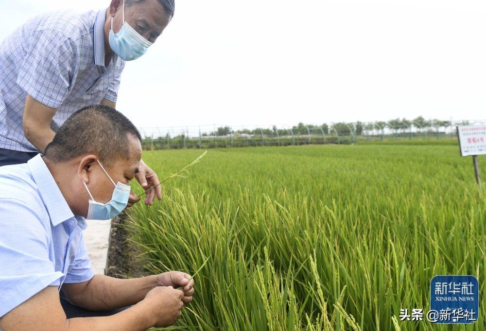 新华全媒+丨新疆充分应用现代农技开展夏管夏收作业