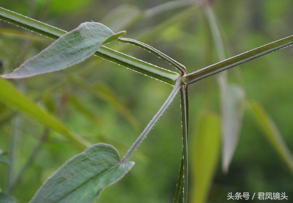 红茜草简单介绍(红茜草是什么样的)