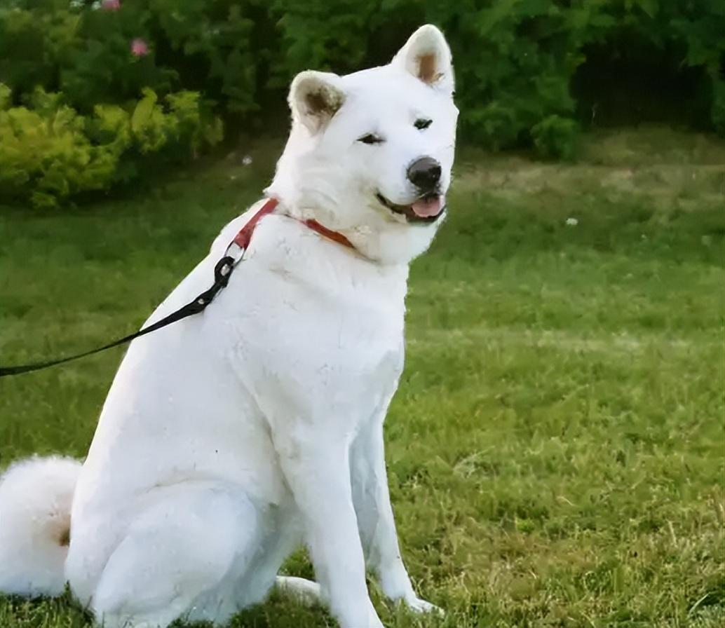 江苏女子救下溺水幼犬,1年后女子离奇失踪,忠犬报恩揭开失踪真相