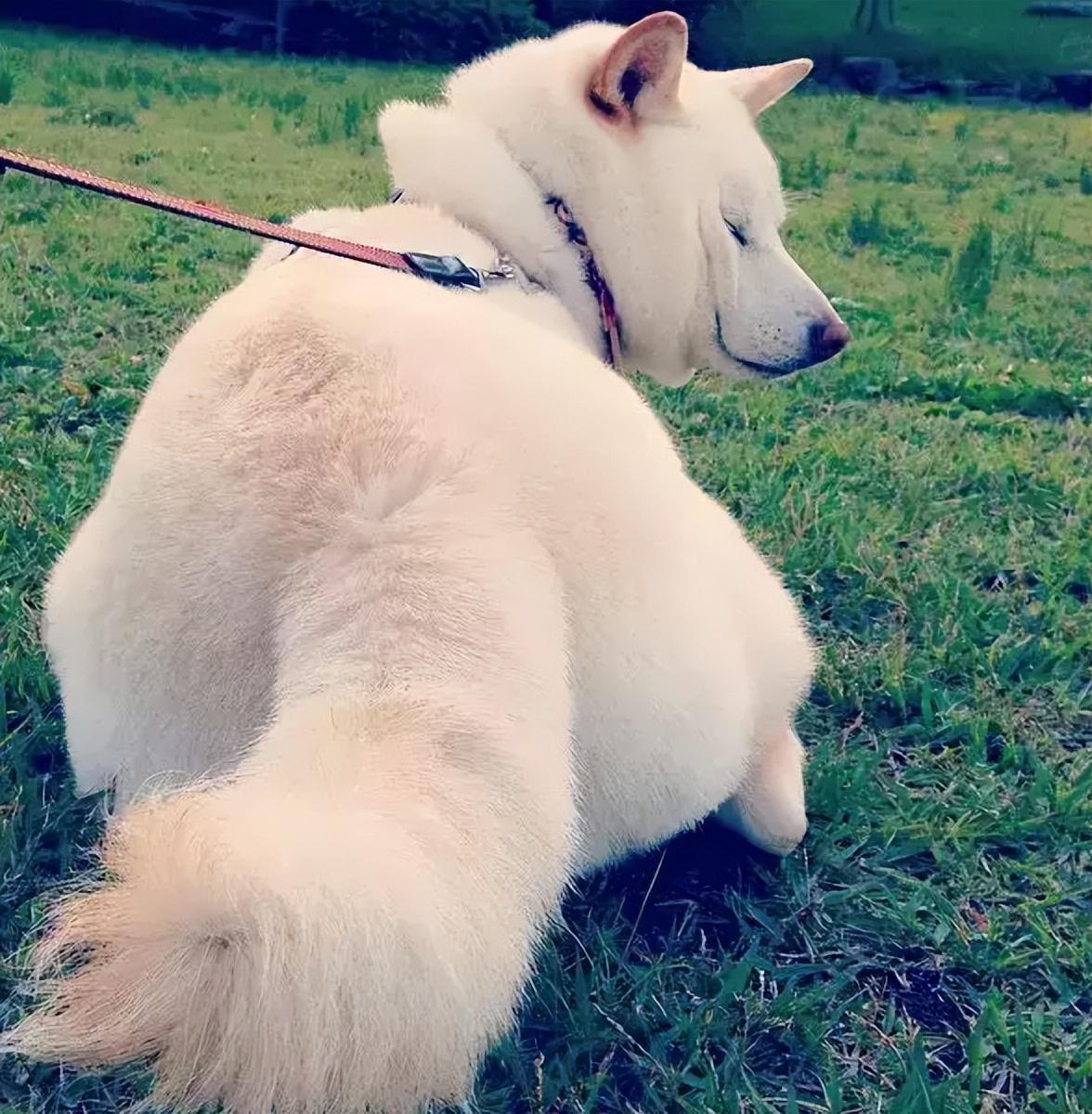 江苏女子救下溺水幼犬,1年后女子离奇失踪,忠犬报恩揭开失踪真相