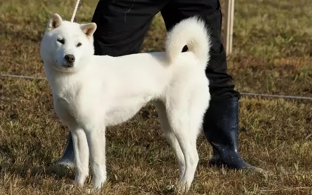 江苏女子救下溺水幼犬,1年后女子离奇失踪,忠犬报恩揭开失踪真相